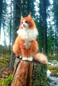 노르웨이 숲 고양이 성격